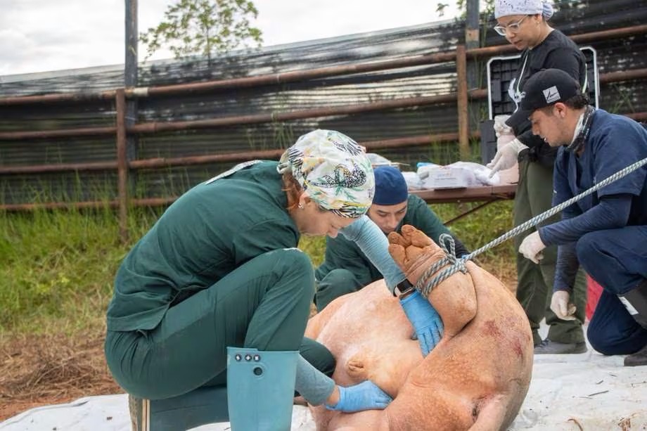 Solo se logró esterilizar a 6 de los 20 hipopótamos previstos por la Ministra de Ambiente para el 2023
