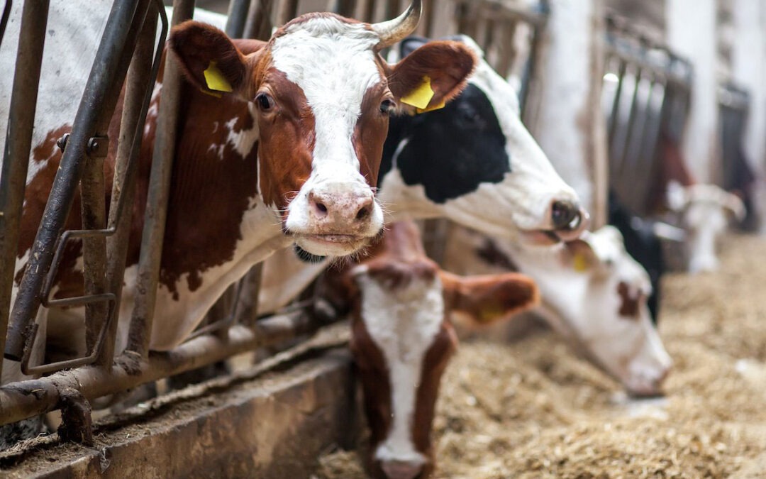 La crisis lechera se agrava mientras Fedegán solicita medidas urgentes al Gobierno