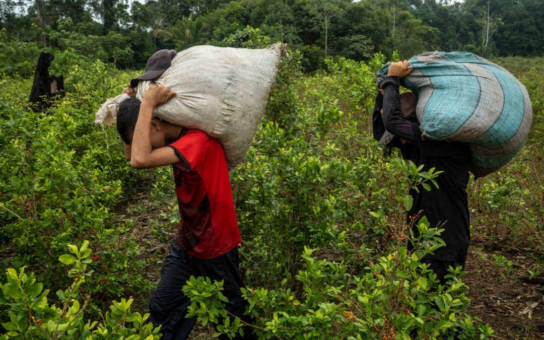 Polémica por la propuesta de compra de cultivos de coca a campesinos en Cauca