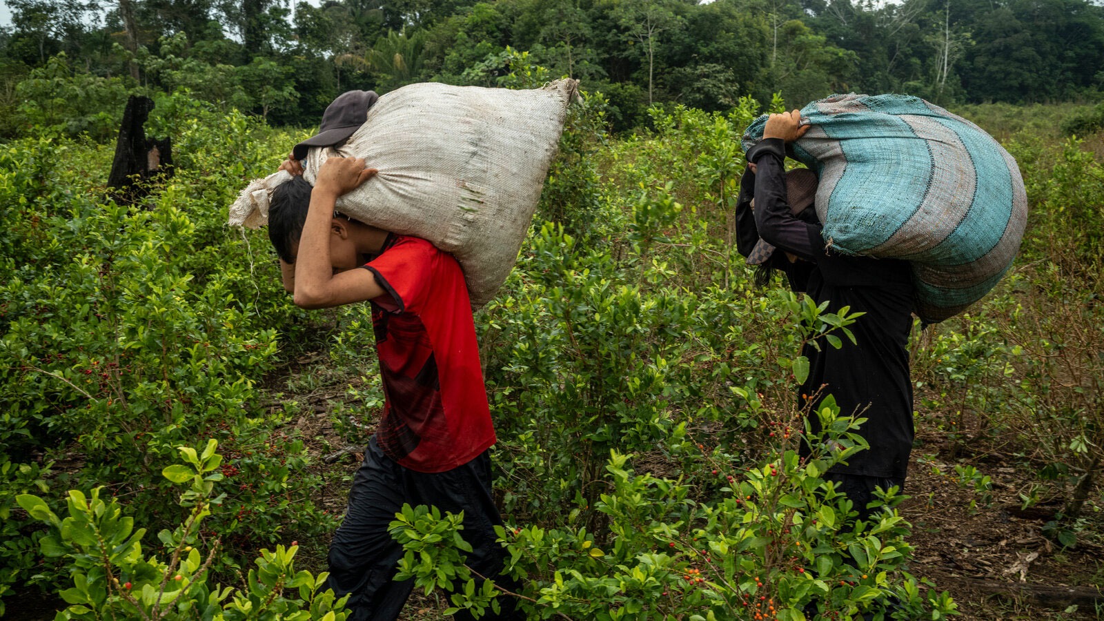 Polémica por la propuesta de compra de coca a campesinos en Cauca Polémica por la propuesta de compra de coca a campesinos en Cauca