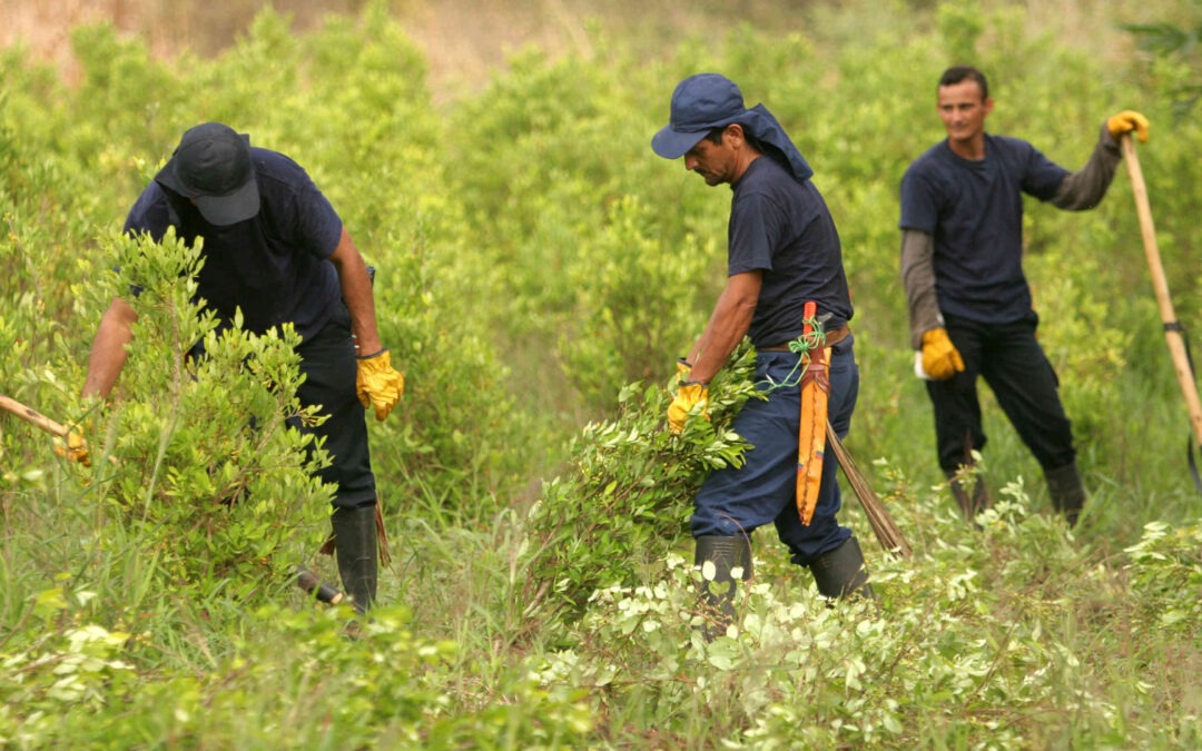 Récord histórico de cultivos de coca y fracaso en la erradicación manual