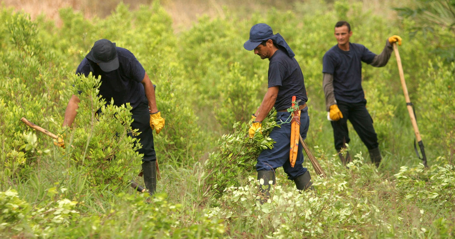 Récord histórico de cultivos de coca y fracaso en la erradicación manual