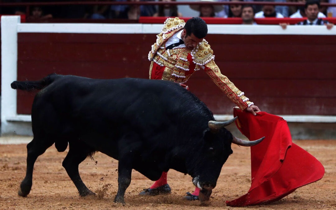 Corte Constitucional avaló la Ley «No Más Olé» que prohíbe la tauromaquia y las peleas de gallos en Colombia